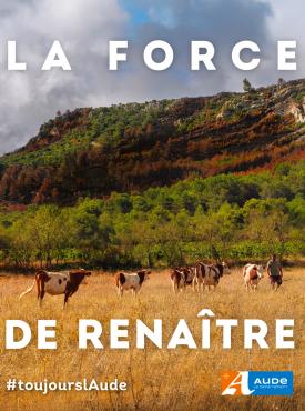 la force de renaître vaches dans un champs avec la garrigue brulée en arrière plan. Département de l'Aude
