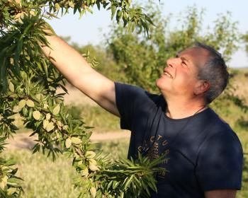 Terre d'amandes, argriculteur dans son champ d'amandiers