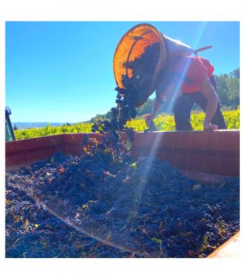 Vendanges aux Celliers d'Orfée