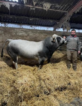 Lassalle, éleveur audois de vaches gasconnes avec son taureau Oracle