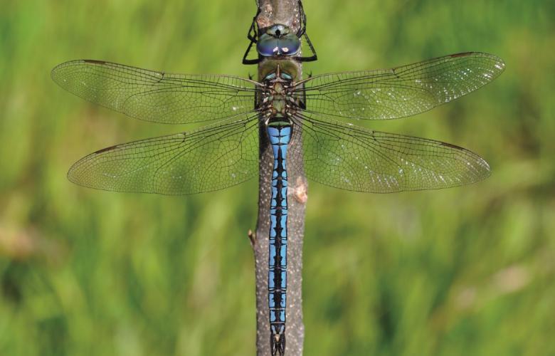 ANAX EMPEREUR - ENS